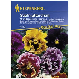 Stiefmütterchen, Viola x wittrockiana, Samen, Blüte: mehrfarbig
