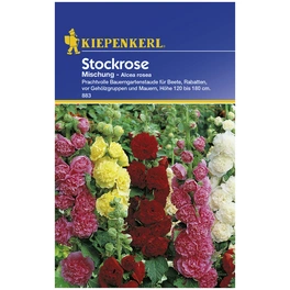 Stockrose, Alcea rosea, Samen, Blüte: mehrfarbig