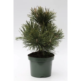 Strauch-Kiefer 'Gnom', Pinus mugo, immergrün