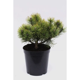 Strauch-Kiefer 'Ophir', Pinus mugo, immergrün