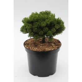 Strauch-Kiefer 'Picobello', Pinus mugo, immergrün
