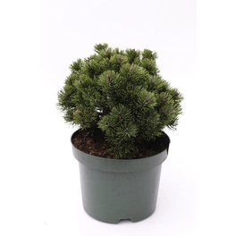 Strauch-Kiefer 'Sherwood Compact', Pinus mugo, immergrün