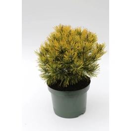 Strauch-Kiefer 'Wintergold', Pinus mugo, immergrün