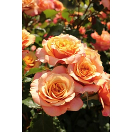 Strauchrose, Rosa hybrida »La Villa Cotta«, max. Wuchshöhe: 120 cm