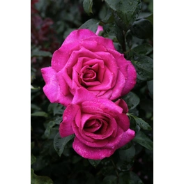 Strauchrose, Rosa hybrida »Parole«, max. Wuchshöhe: 90 cm