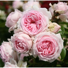 Strauchrose, Rosa hybrida »Wellenspiel«, max. Wuchshöhe: 120 cm
