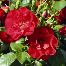 Strauchrose, Rosa x hybride »Paprika«, Blüte: rot, gefüllt