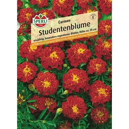 Studentenblume »Carmen«, einjährig, regenfester, ausdauernder Blüher, Höhe ca. 25 cm