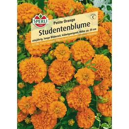Studentenblume »Petite Orange«, einjährig, frühe Blüte, unempfindlich, Höhe ca. 25 cm