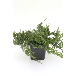 Teppichwacholder 'Blue Chip', Juniperus horizontalis, immergrün
