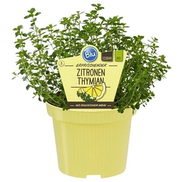 Thymian Zitronen, Thymus vulgaris, aktuelle Pflanzenhöhe ca.: 25 cm, im Topf
