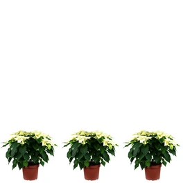 Topfpflanze, 3er-Set Weihnachtsstern -Höhe ca. 40 cm, Topf-Ø 25 cm - Euphorbia pulcherrima