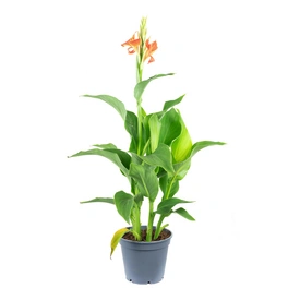 Topfpflanze, Blumenrohr verschiedene Farben - Canna 'Island' - Höhe ca. 50 cm, Topf-Ø 17 cm
