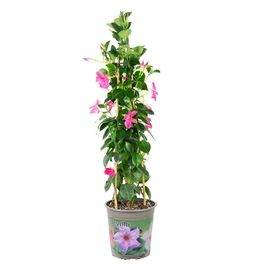Topfpflanze, Dipladenia - Mandevilla Sundaville 'Cream Pink' - Höhe ca. 75 cm, Topf-Ø 19 cm