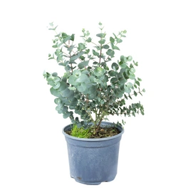 Topfpflanze, Eukalyptus - Eucalyptus gunnii - Höhe ca. 45 cm, Topf-Ø 19 cm