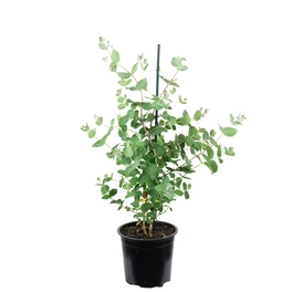 Topfpflanze, Eukalyptus - Eucalyptus gunnii - Höhe ca. 50 cm, Topf-Ø 13 cm