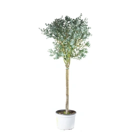 Topfpflanze, Eukalyptus-Stämmchen - Eucalyptus gunnii - Höhe ca. 110 cm, Topf-Ø 22 cm