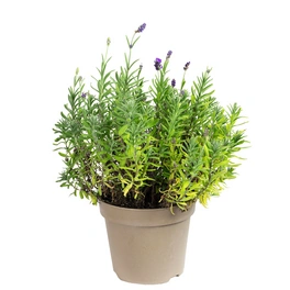 Topfpflanze, Lavendel - Lavandula angustifolia 'Hidcote' - Höhe ca. 25-35 cm, Topf-Ø 17 cm