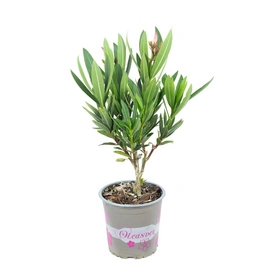 Topfpflanze, Rosenlorbeer Busch verschiedene Farben - Nerium Oleander- Höhe ca. 40 cm, Topf-Ø 13 cm