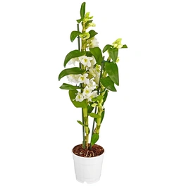 Traubenorchidee, Dendrobium Nobile, Blüte: weiß, im Topf