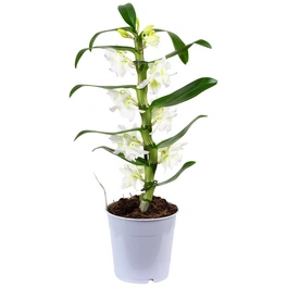 Traubenorchidee, Dendrobium Nobile, Blüte: weiß, mit 1 Trieb