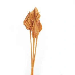 Trockenblumen »Palmspear«