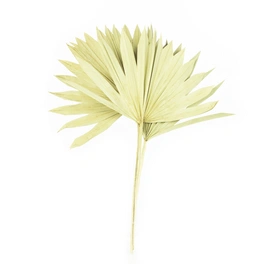 Trockenblumen »Palmsun«