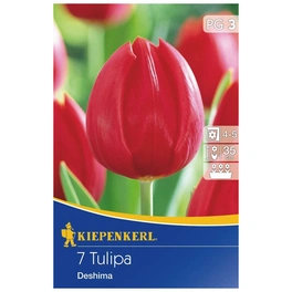 Tulpe Deshima, Rot, 7 Blumenzwiebeln