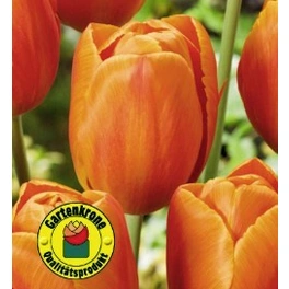 Tulpe, Tulipa Hybriden, bis 20 cm