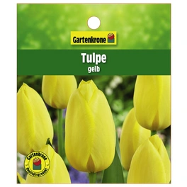 Tulpe, Tulipa hybriden, Blütenfarbe: gelb
