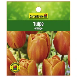Tulpe, Tulipa hybriden, Blütenfarbe: orange
