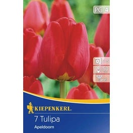 Tulpen »Apeldoorn«, 7 Stück