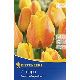 Tulpen »Beauty of Apeldoorn«, 7 Stück
