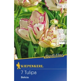 Tulpen »Belicia«, 7 Stück