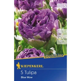 Tulpen »Blue Wow«, 5 Stück