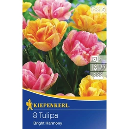 Tulpen »Bright Harmony«, 8 Stück