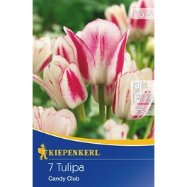 Tulpen »Candy Club«, 7 Stück