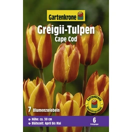 Tulpen »Cape Cod«, 7 Stück