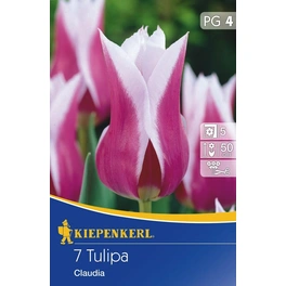 Tulpen »Claudia«, 7 Stück