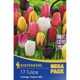 Tulpen »Cottage Tulpen Mix«, 17 Stück