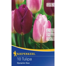 Tulpen »Dynamic Duo«, 10 Stück
