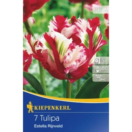 Tulpen »Estella Rijnveld«, 10 Stück