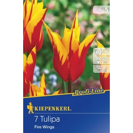 Tulpen »Fire Wings«, 7 Stück