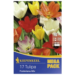 Tulpen fosteriana Tulipa