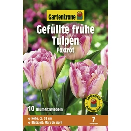Tulpen »Foxtrot«, 10 Stück
