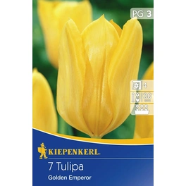 Tulpen »Golden Emperor«, 7 Stück