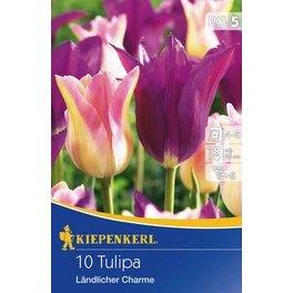 Tulpen »Ländlicher Charme«, 10 Stück