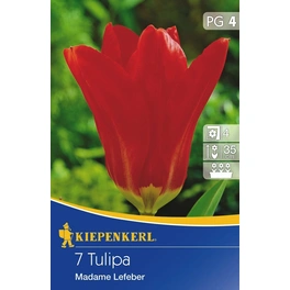 Tulpen »Madame Lefeber«, 7 Stück