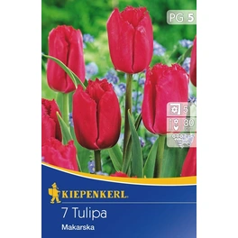 Tulpen »Makarska«, 7 Stück