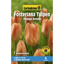 Tulpen »Orange Breeze«, 7 Stück